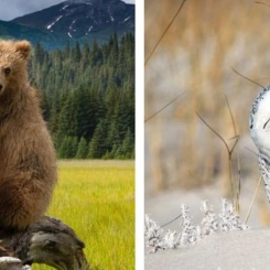 Item title in EN 456