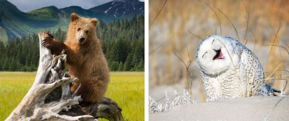 Item title in EN 456